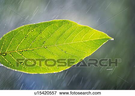 Stock Photo - Tender Green and Rain, Close Up. Fotosearch