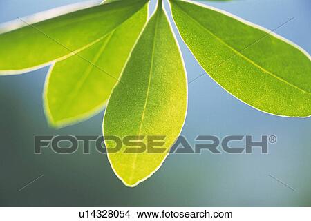 Tender Green, Close Up View Large Photo Image Picture - Tender Green, Close Up. Fotosearch