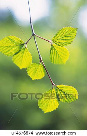 Tender Green, Close Up View Large Photo Image Picture - Tender Green, Close Up. Fotosearch