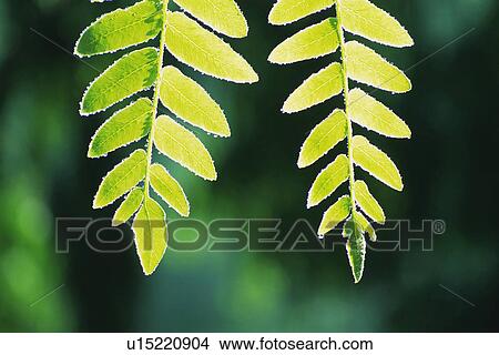 Picture - Tender Green, Close Up. Fotosearch