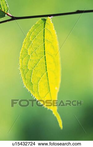 Picture - Tender Green, Close Up. Fotosearch