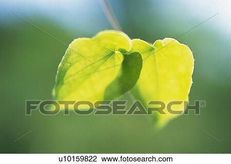 Tender Green, Close Up View Large Photo Image Stock Image - Tender Green, Close Up. Fotosearch