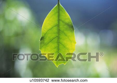 Stock Image - Tender Green, Close Up. Fotosearch