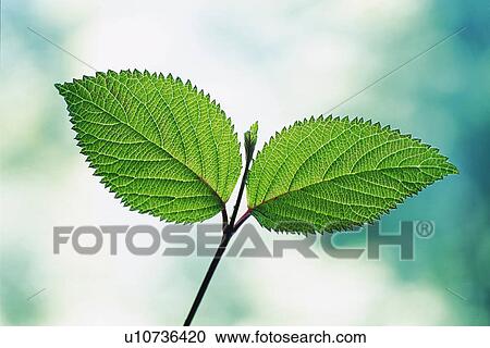 Tender Green, Close Up View Large Photo Image Stock Image - Tender Green, Close Up. Fotosearch