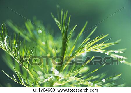 Tender Green, Close Up View Large Photo Image Stock Image - Tender Green, Close Up. Fotosearch