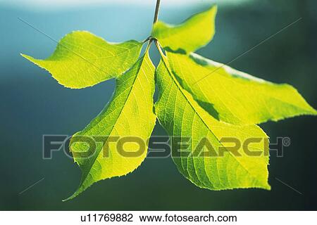 Stock Image - Tender Green, Close Up. Fotosearch