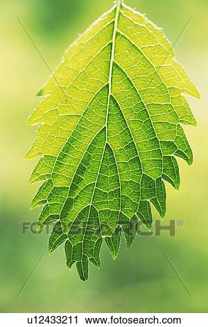 Stock Image - Tender Green, Close Up. Fotosearch