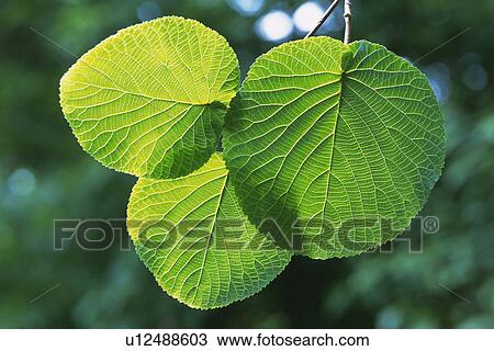 Stock Image - Tender Green, Close Up. Fotosearch