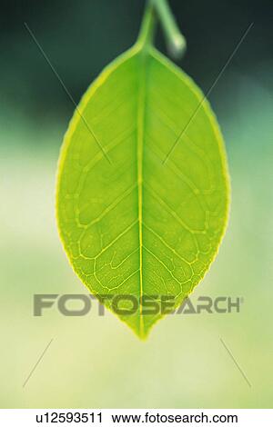 Tender Green, Close Up View Large Photo Image Stock Image - Tender Green, Close Up. Fotosearch