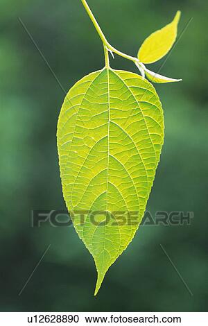Stock Image - Tender Green, Close Up. Fotosearch