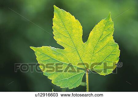 Stock Image - Tender Green, Close Up. Fotosearch