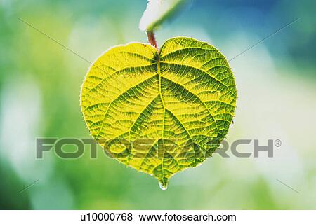 Stock Photo - Tender Green, Close Up. Fotosearch