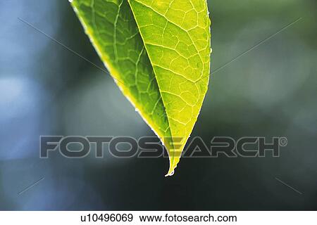 Stock Photo - Tender Green, Close Up. Fotosearch