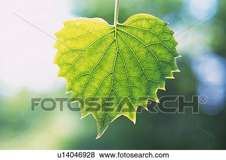 Stock Photo - Tender Green, Close Up. Fotosearch