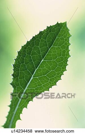 Stock Photo - Tender Green, Close Up. Fotosearch