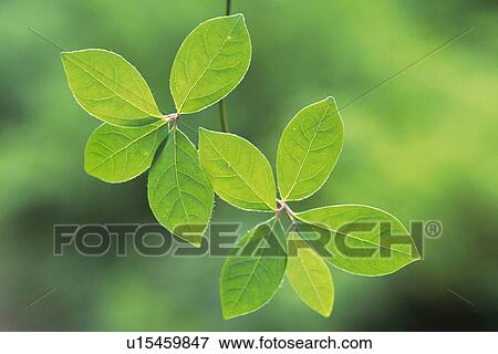 Stock Photo - Tender Green, Close Up. Fotosearch