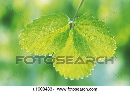 Tender Green, Close Up View Large Photo Image Stock Photo - Tender Green, Close Up. Fotosearch