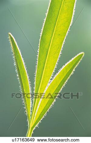 Tender Green, Close Up View Large Photo Image Stock Photo - Tender Green, Close Up. Fotosearch