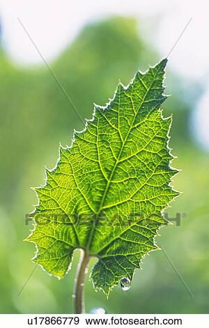 Stock Photo - Tender Green, Close Up. Fotosearch