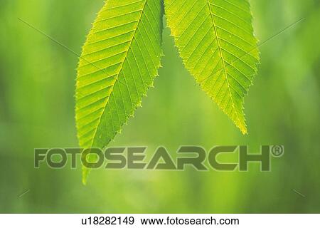 Tender Green, Close Up View Large Photo Image Stock Photo - Tender Green, Close Up. Fotosearch