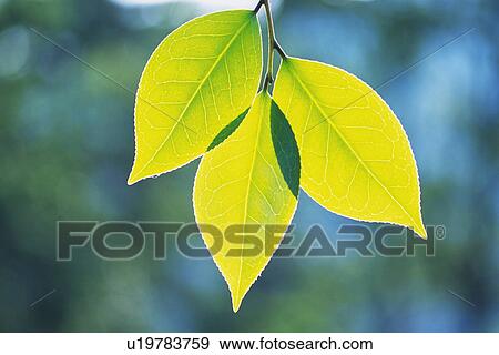 Stock Photo - Tender Green, Close Up. Fotosearch