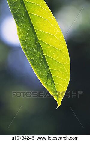 Tender Green, Close Up View Large Photo Image Stock Photograph - Tender Green, Close Up. Fotosearch
