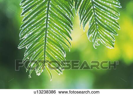 Stock Photograph - Tender Green, Close Up. Fotosearch