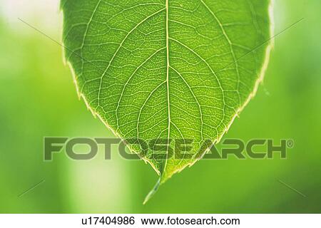 Tender Green, Close Up View Large Photo Image Stock Photograph - Tender Green, Close Up. Fotosearch