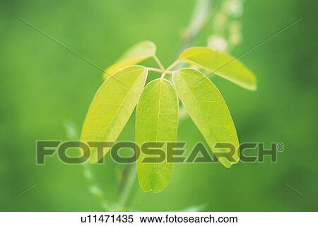 Tender Green, Close Up View Large Photo Image Stock Photography - Tender Green, Close Up. Fotosearch