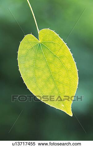 Stock Photography - Tender Green, Close Up. Fotosearch