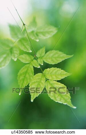 Stock Photography - Tender Green, Close Up. Fotosearch