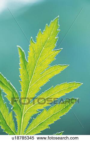Stock Photography - Tender Green, Close Up. Fotosearch