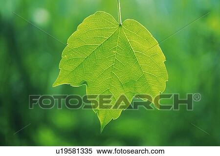 Stock Photography - Tender Green, Close Up. Fotosearch