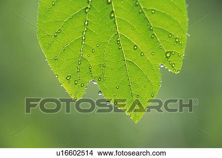 Picture - Tender Green with Trickle, Close Up. Fotosearch