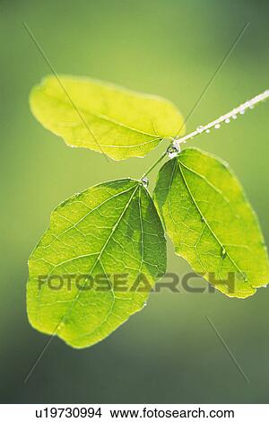 Picture - Tender Green with Trickle, Close Up. Fotosearch
