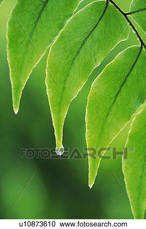 Stock Image - Tender Green with Trickle, Close Up. Fotosearch