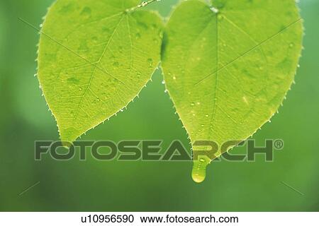 Stock Image - Tender Green with Trickle, Close Up. Fotosearch