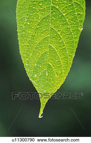 Tender Green with Trickle, Close Up View Large Photo Image Stock Image - Tender Green with Trickle, Close Up. Fotosearch