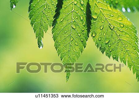 Tender Green with Trickle, Close Up View Large Photo Image Stock Image - Tender Green with Trickle, Close Up. Fotosearch
