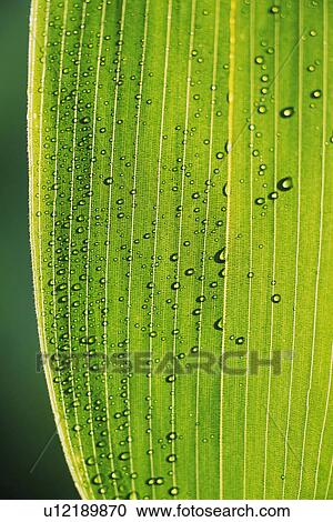 Stock Image - Tender Green with Trickle, Close Up. Fotosearch