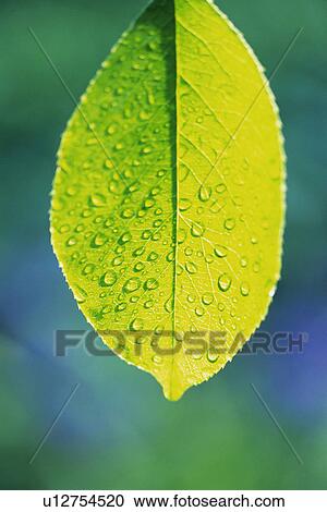 Stock Image - Tender Green with Trickle, Close Up. Fotosearch