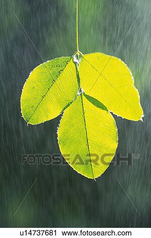 Stock Image - Tender Green with Trickle, Close Up. Fotosearch