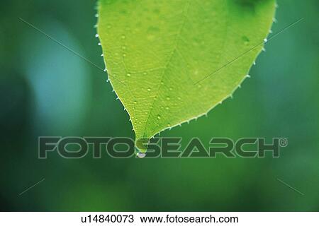 Stock Image - Tender Green with Trickle, Close Up. Fotosearch