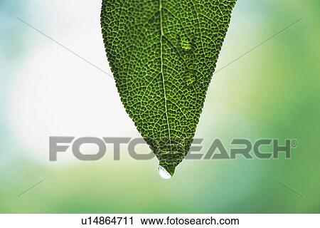 Stock Image - Tender Green with Trickle, Close Up. Fotosearch