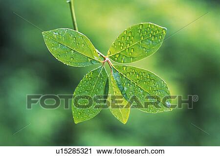 Stock Image - Tender Green with Trickle, Close Up. Fotosearch