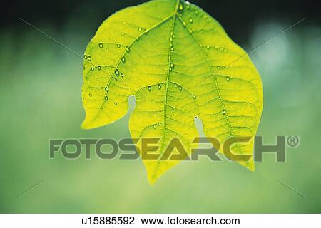 Stock Image - Tender Green with Trickle, Close Up. Fotosearch