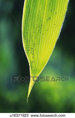 Tender Green with Trickle, Close Up View Large Photo Image Stock Image - Tender Green with Trickle, Close Up. Fotosearch