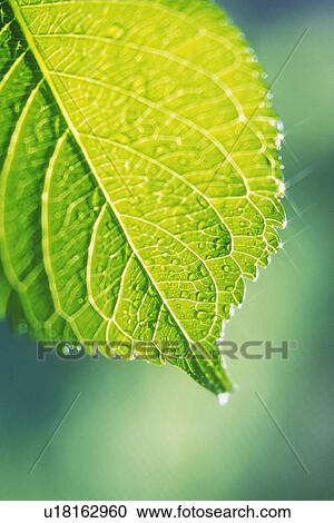Stock Image - Tender Green with Trickle, Close Up. Fotosearch