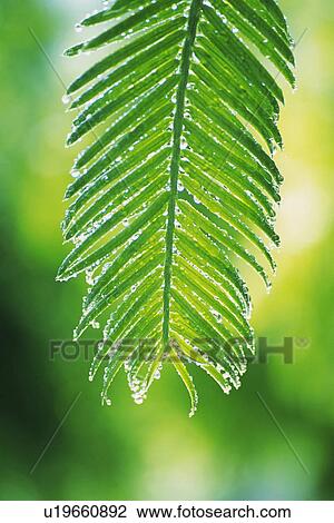 Tender Green with Trickle, Close Up View Large Photo Image Stock Image - Tender Green with Trickle, Close Up. Fotosearch