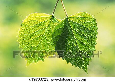 Tender Green with Trickle, Close Up View Large Photo Image Stock Image - Tender Green with Trickle, Close Up. Fotosearch